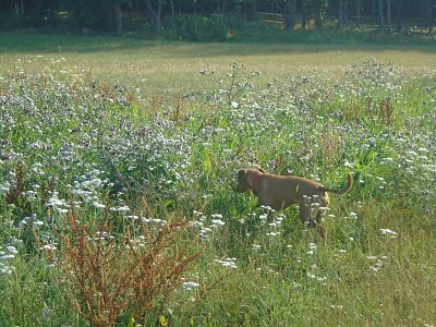 Hledám nějakou léčivou bylinku.