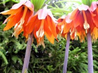 Řebčík královský -