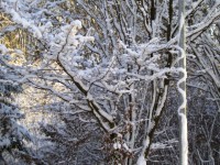 Had na pouliční lampě