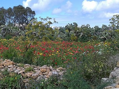 Cestička k megalitickým chrámům je zdobena polštáři barevných květin.