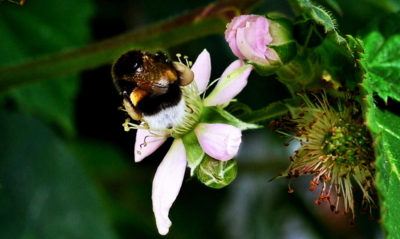 Čmelák na ostružině