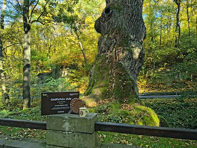 Oldřichův dub - Strom roku 2025