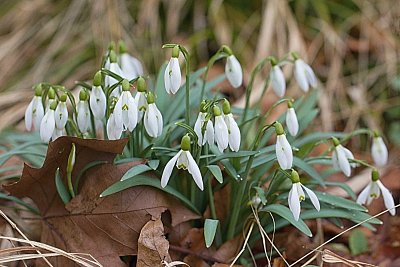 03 - Sněženka podsněžnik