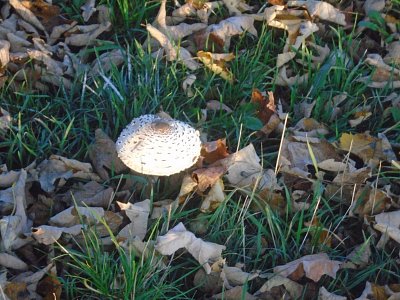 Jsem bedla a určitě jsem jedlá???