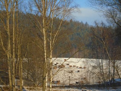 Stádo na zimní procházce.