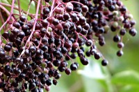 Bezinky začínají zrát