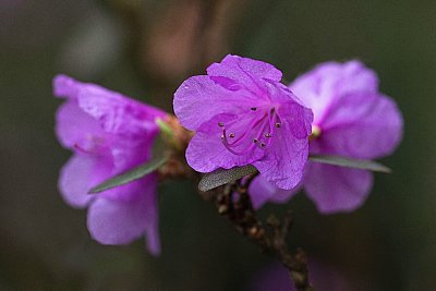 04 Pěnišník špičatolistý