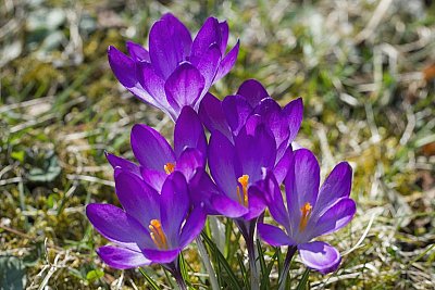 04 - Šafrán Tommasiniho