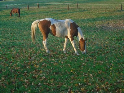 Ještě trochu travičky.