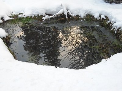Zrcadlení v tůňce.