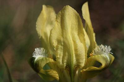 05-Kosatec nízký.jpg