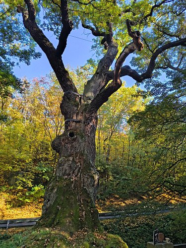 Oldřichův dub