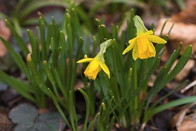 05 - Narcis bramboříkový