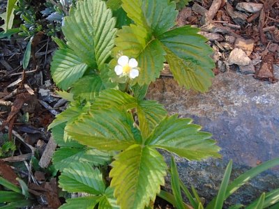 Mám tu i lesní jahůdky