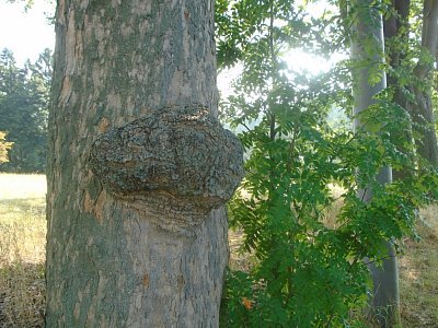 I stromy mají své trápení.