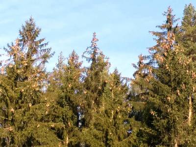 Šišek se taky urodilo hodně