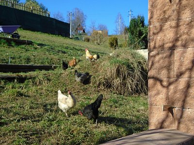 Na tom našem dvoře, všechno to krákoře...