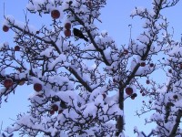 Jablka zasypal sníh