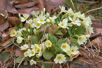 07 Prvosenka bezlodyžná