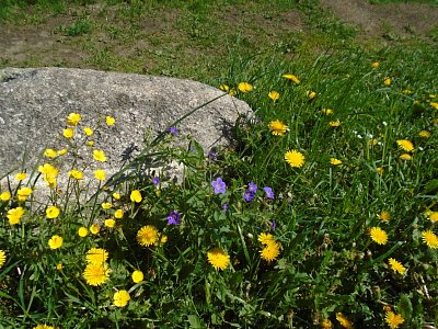 Zátiší s kamenem.