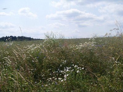 Louky plné kopretinek