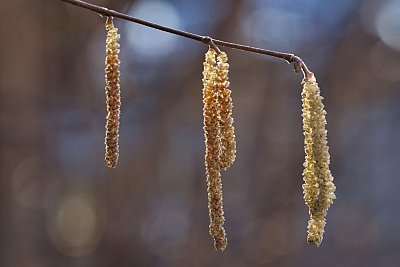 08 - Jehnědy lísky