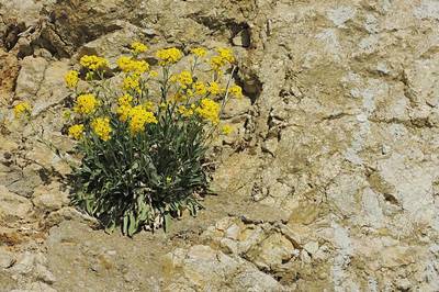 08-Tařice skalní.jpg