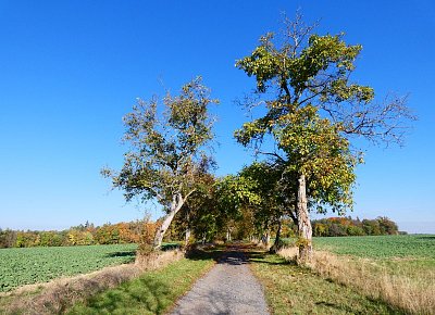 Ořechovou alejí k lesu