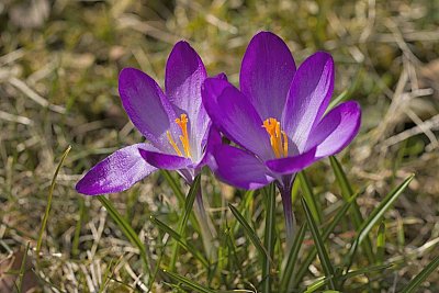 09 - Šafrán jarní