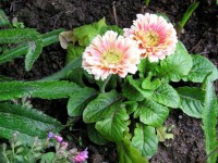 Sedmikrásky zahradní