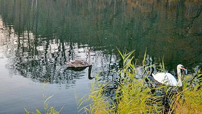 Podvečer u rybníka