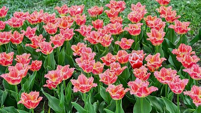 Když kvetou tulipány