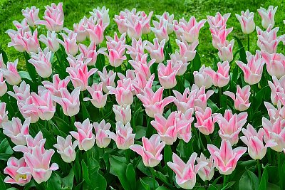 Když kvetou tulipány II