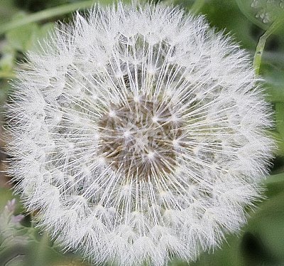 Chmýří pampelišky