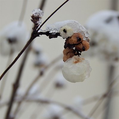 Pámelník s čepičkou