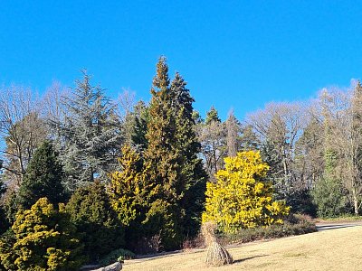 Únorové modré nebe proti zelené