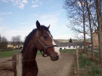 Tenhle přišel až ke mně a nechal se hladit