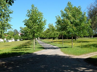 Stromořadí se stíny