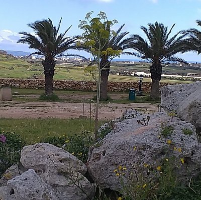 Cestu k další části chrámu lemují palmy.