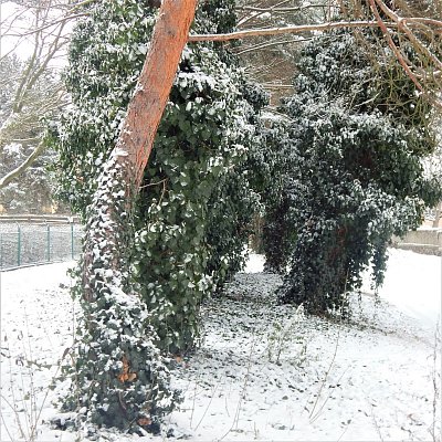 Břečťanový tunel