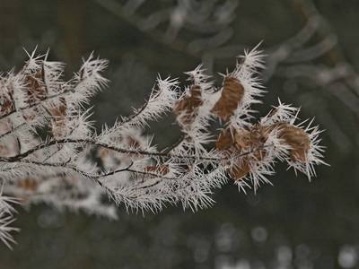 Dubová větvička...