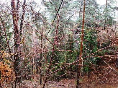 Kapky deště visí na větvích jak navlečené blyštivé korálky