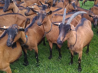 Pozorují návštěvníky - tolik lidí tady zase tak často nebývá!