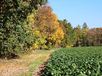 Listí chrastí pod nohama