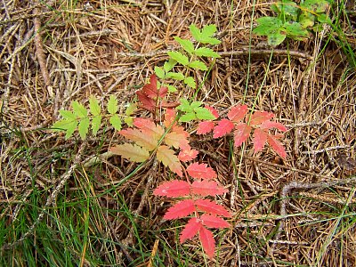 Trochu potěším barvičkami než opadám...