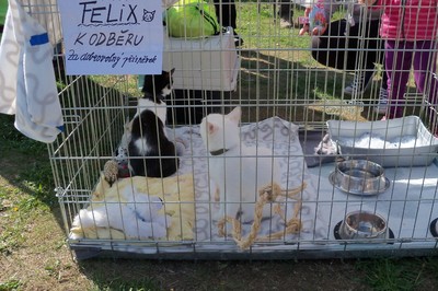Nabídka k adopci, .... podařilo se....