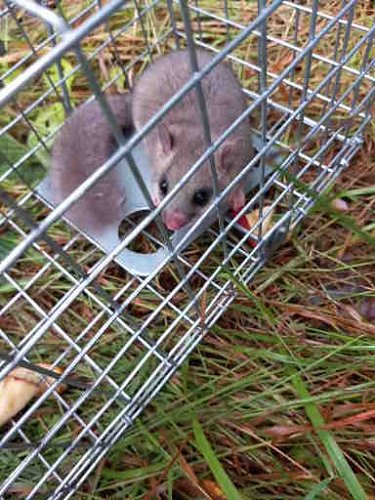 Alfons I.- domácí mazlíček