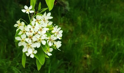 "Lampička" v přírodě