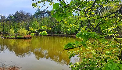 Rybník s ostrůvkem