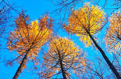 Modřínové "lampičky"